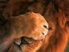Lions06%7E0.jpg